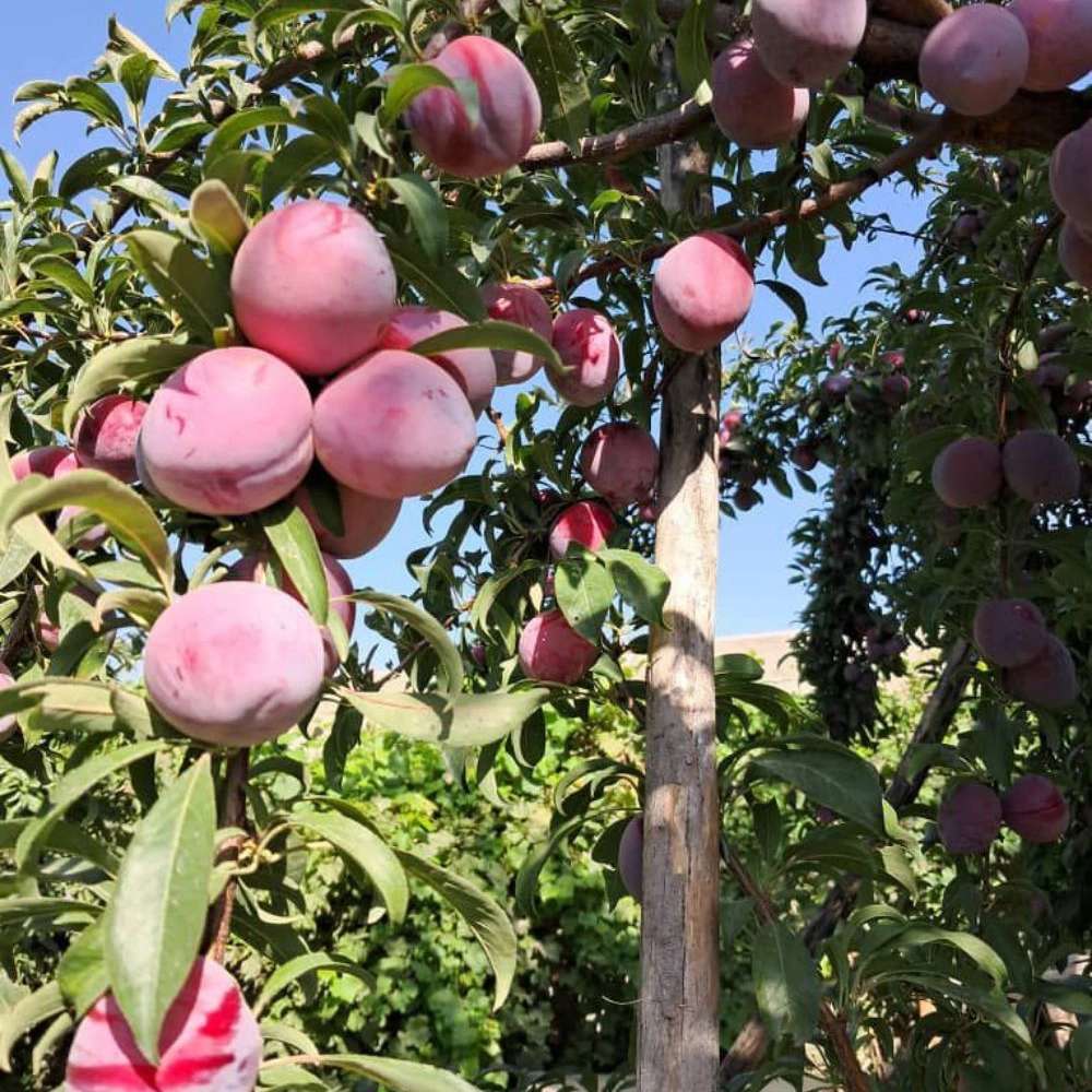 نهالستان ارس زرینه، فروش نهال گردو زردآلو هلو سیب در میاندوآب