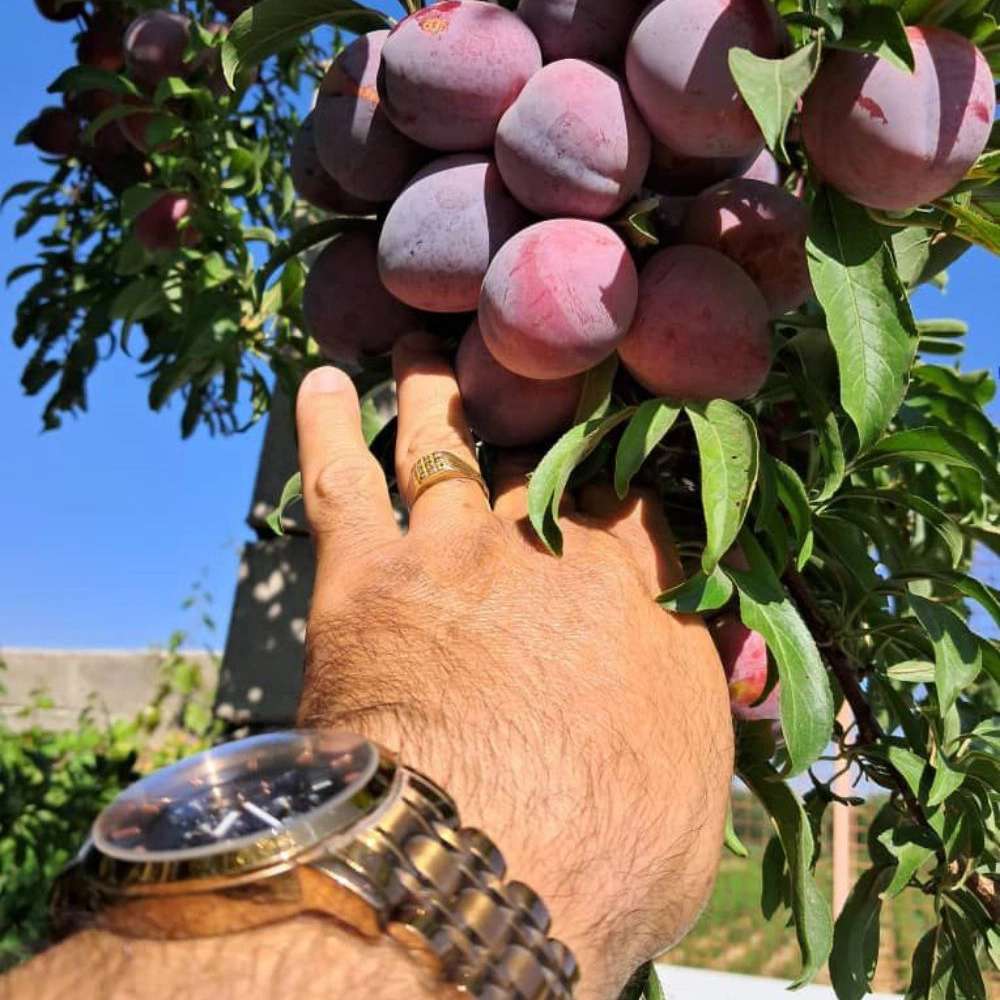 نهالستان ارس زرینه، فروش نهال گردو زردآلو هلو سیب در میاندوآب
