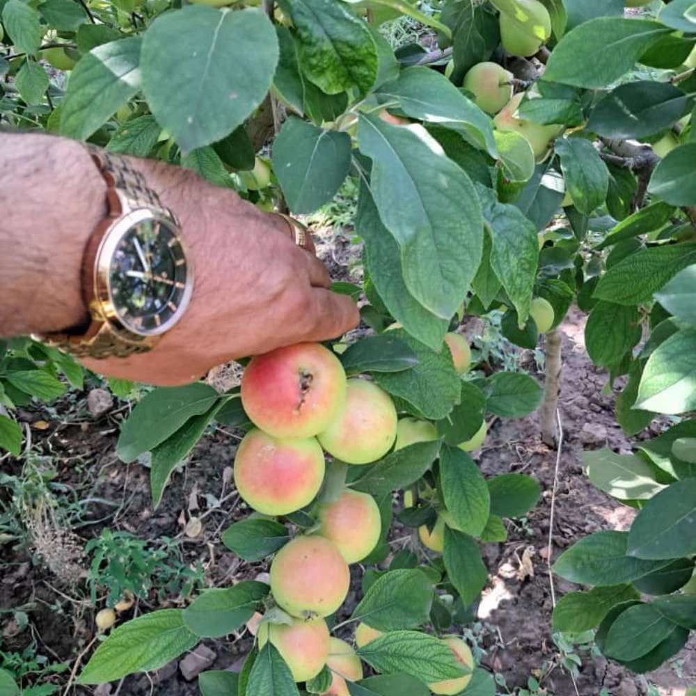 نهال سیب اصلاح شده و پیوندی نهالستان ارس زرینه
