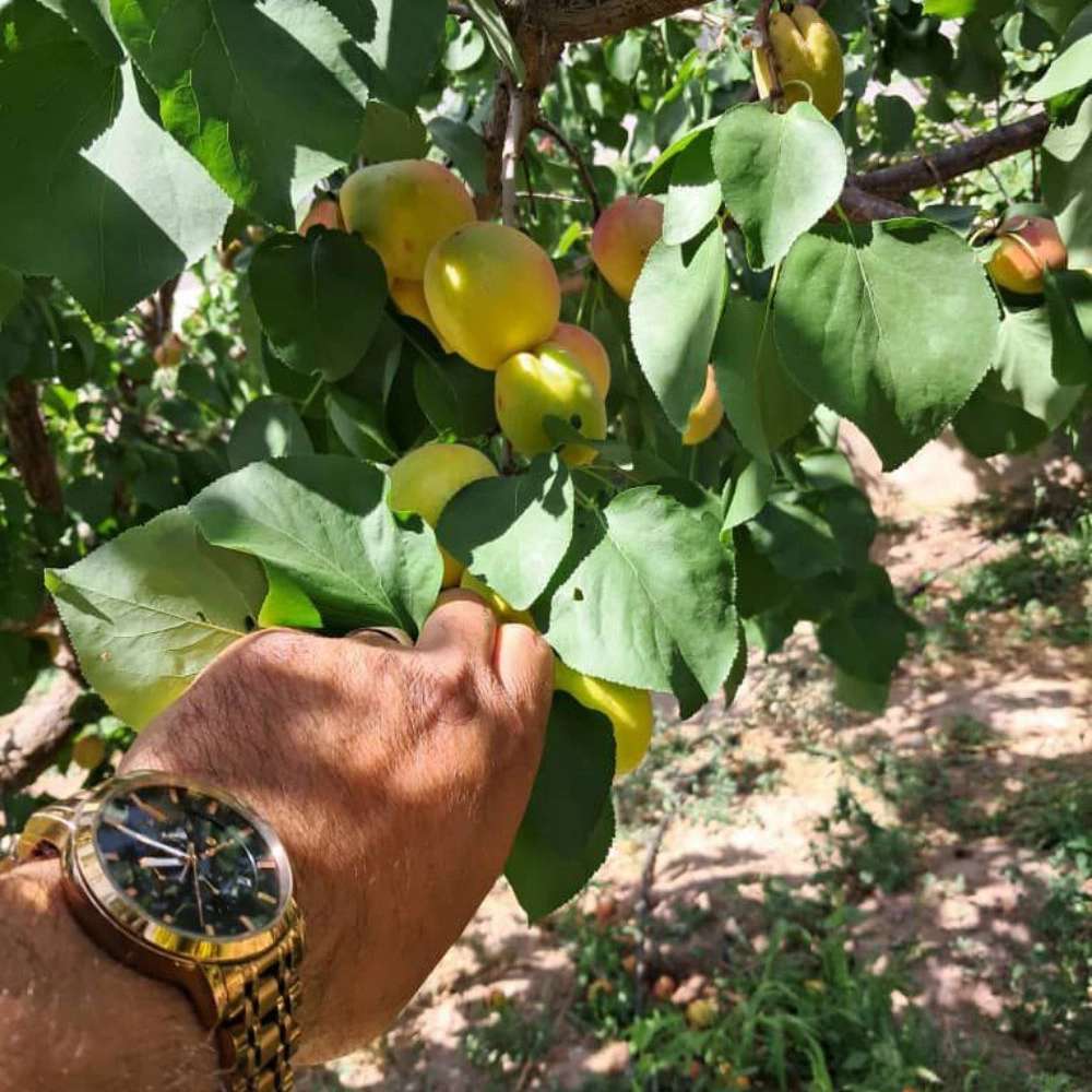 فروش انواع نهال زردآلو قیسی نهالستان ارس زرینه مهندس ابراهیمی