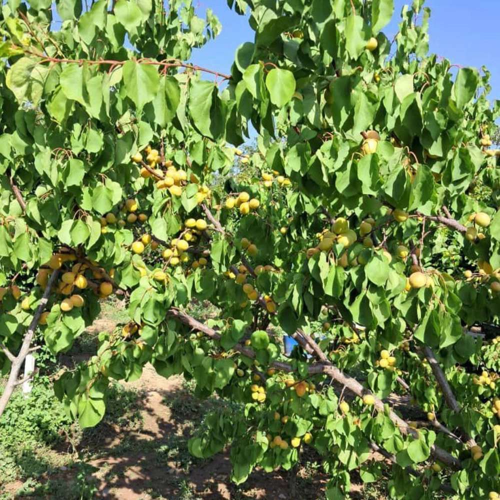 فروش انواع نهال زردآلو قیسی نهالستان ارس زرینه مهندس ابراهیمی