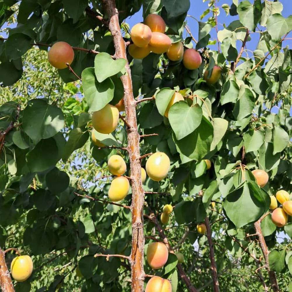 فروش انواع نهال زردآلو قیسی نهالستان ارس زرینه مهندس ابراهیمی