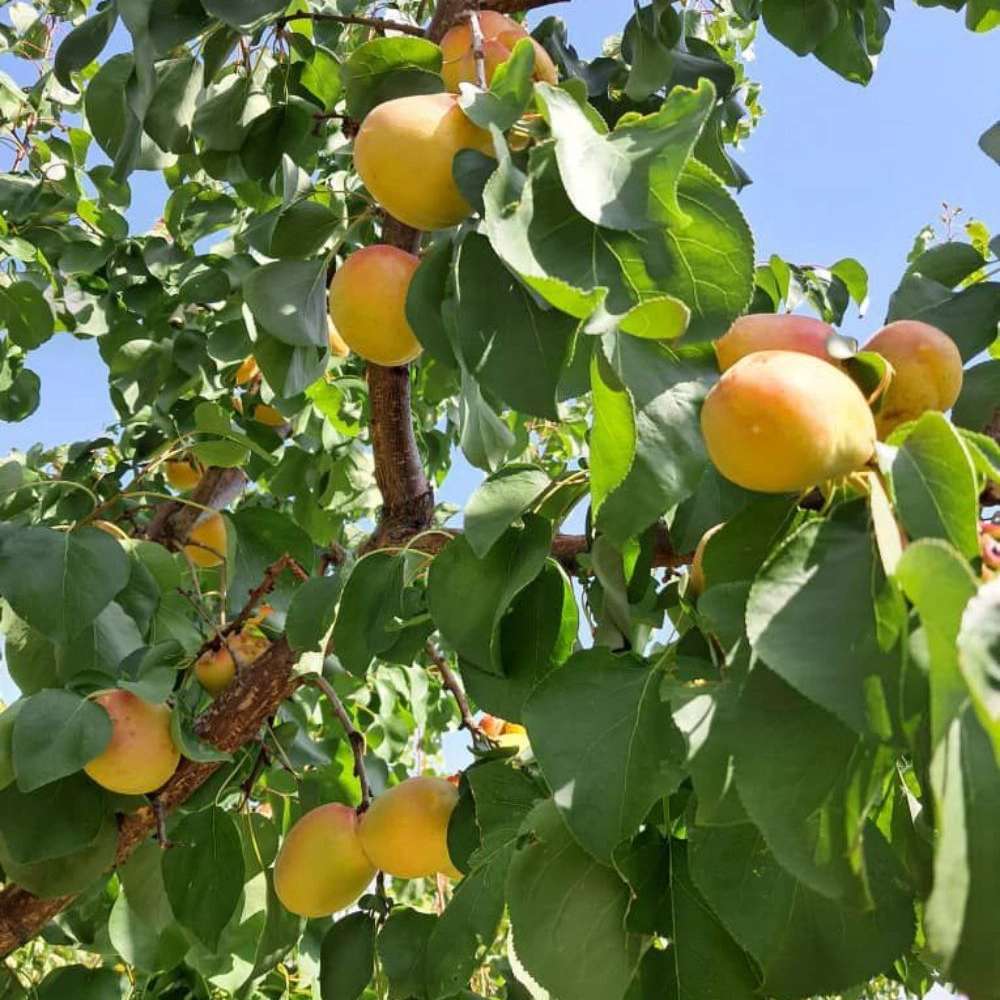 فروش انواع نهال زردآلو قیسی نهالستان ارس زرینه مهندس ابراهیمی