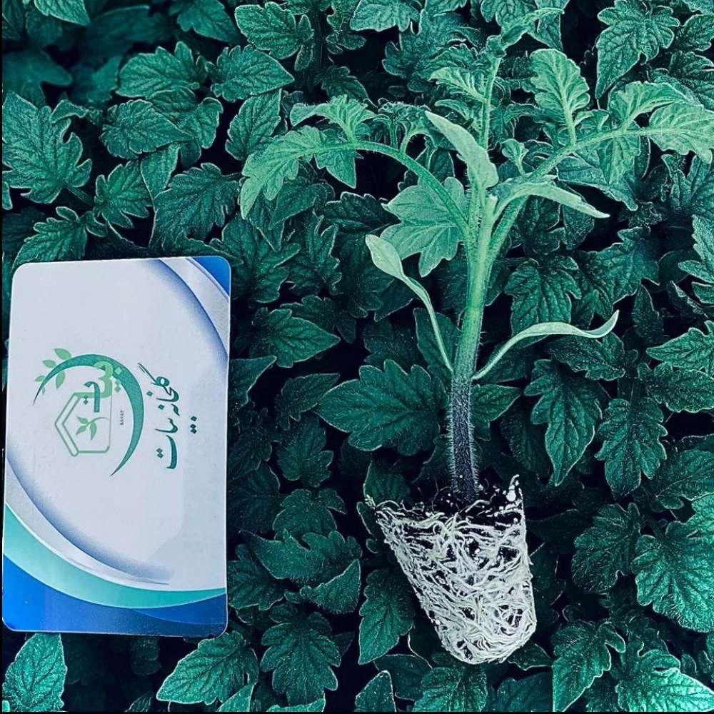 گلخانه بیات