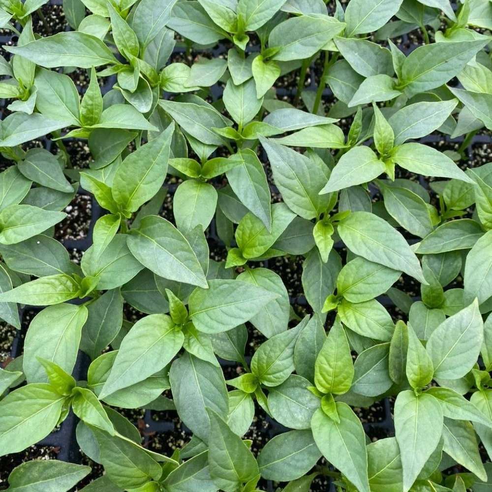 گلخانه بیات