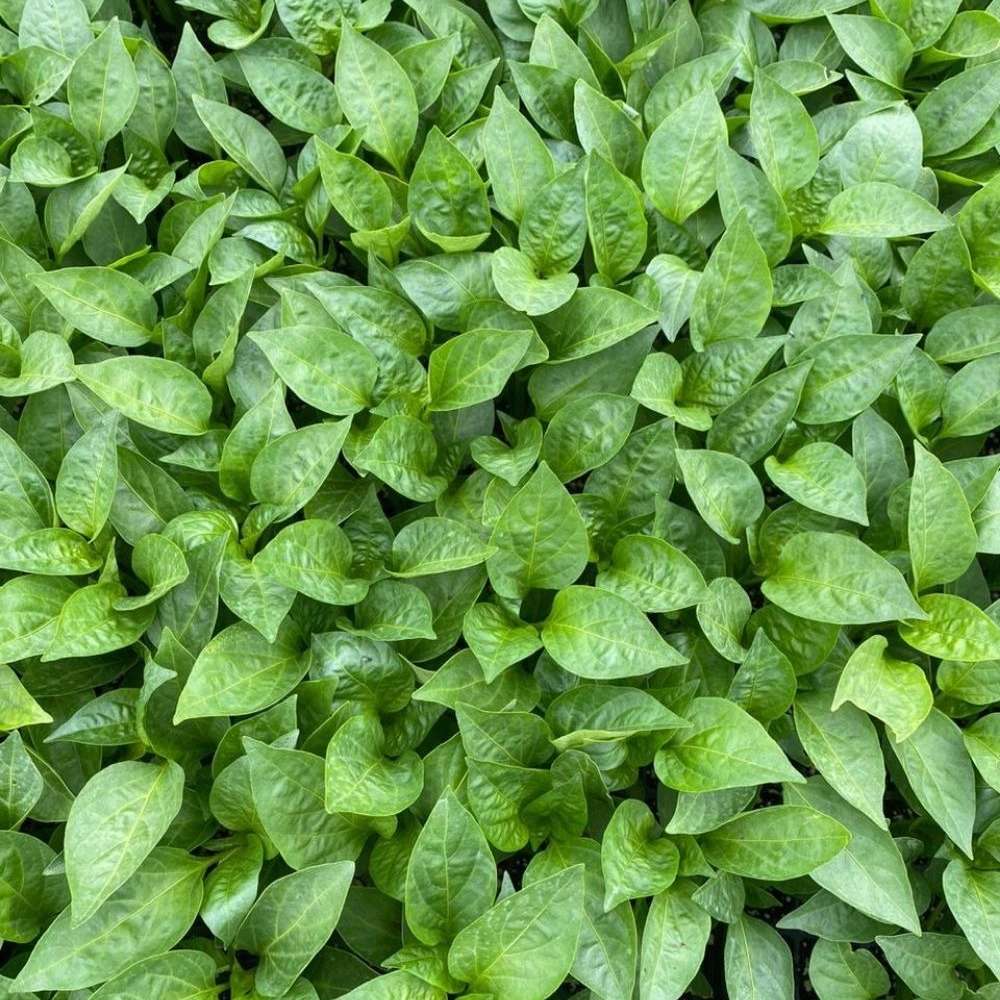 گلخانه بیات