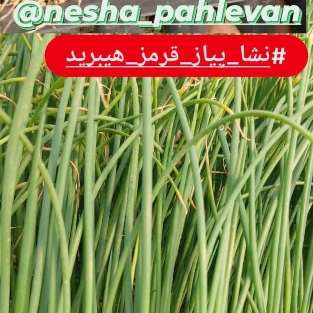 گلخانه بیات