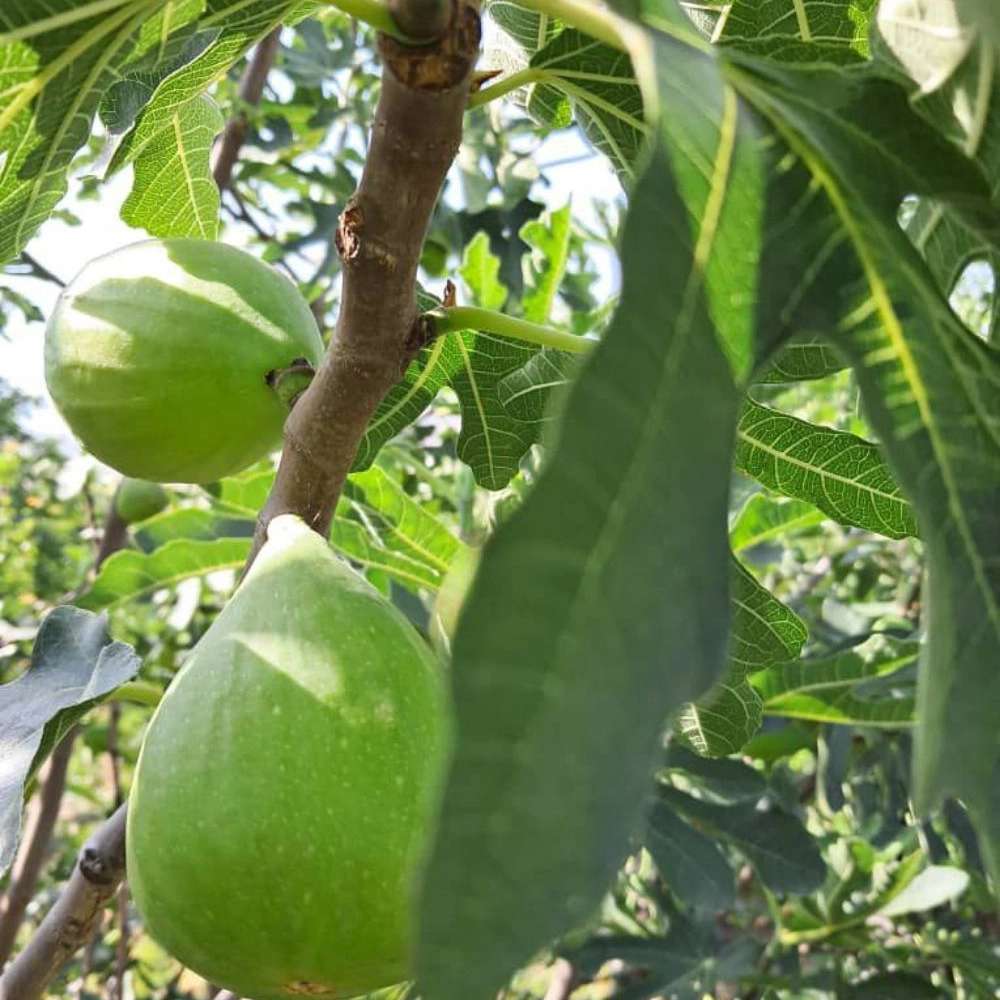 نهالستان ارس زرینه مهندس ابراهیمی