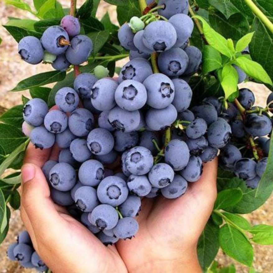 نهالستان عزیزی