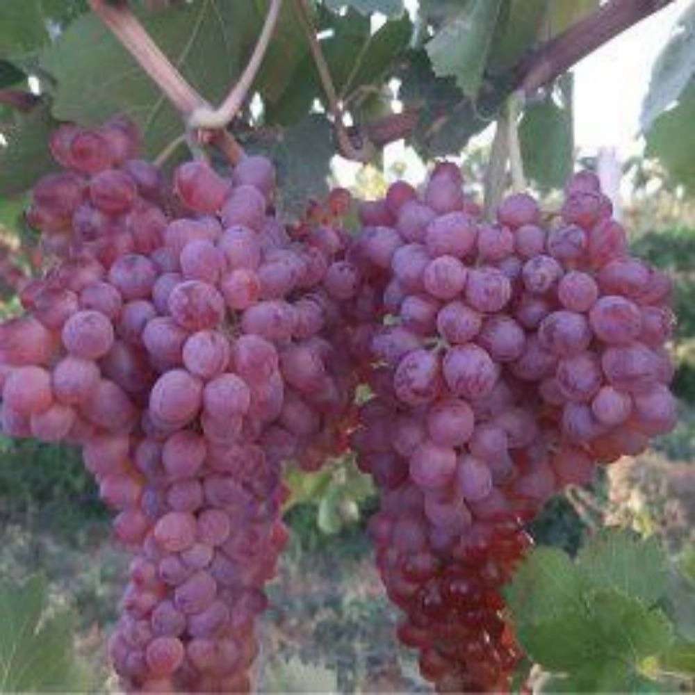نهالستان عزیزی