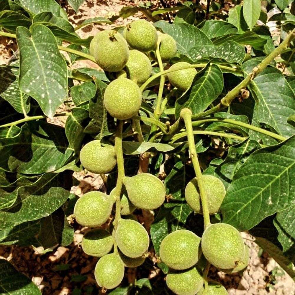 نهالستان عزیزی