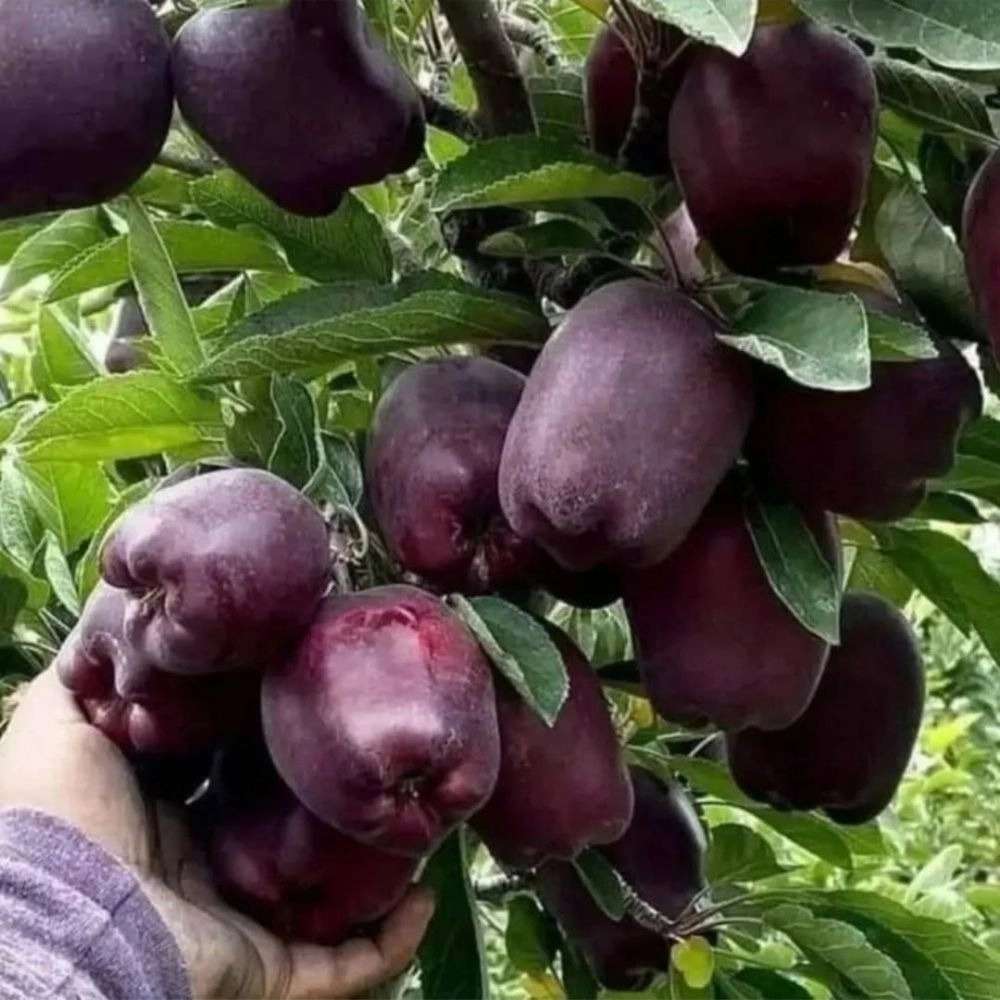 نهالستان عزیزی