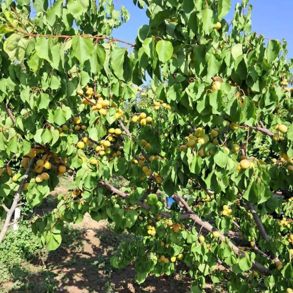 نهالستان ارس زرینه مهندس ابراهیمی