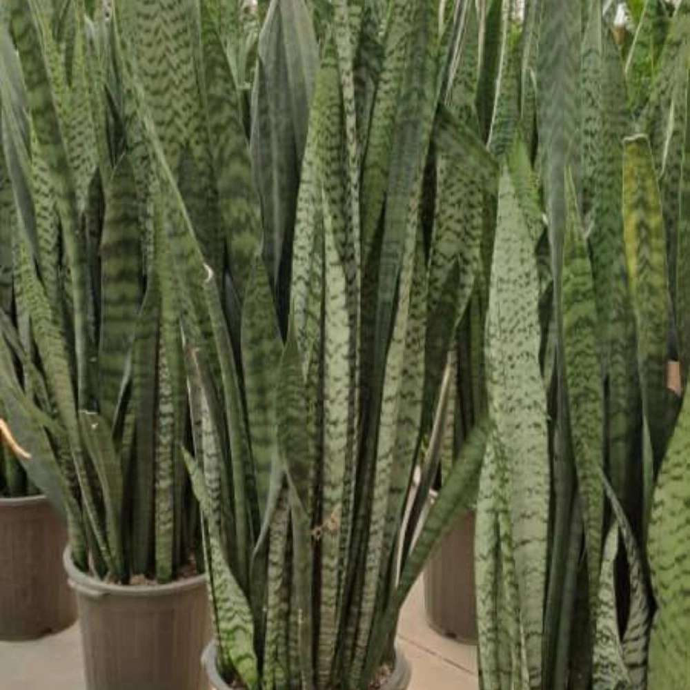 گلخانه
