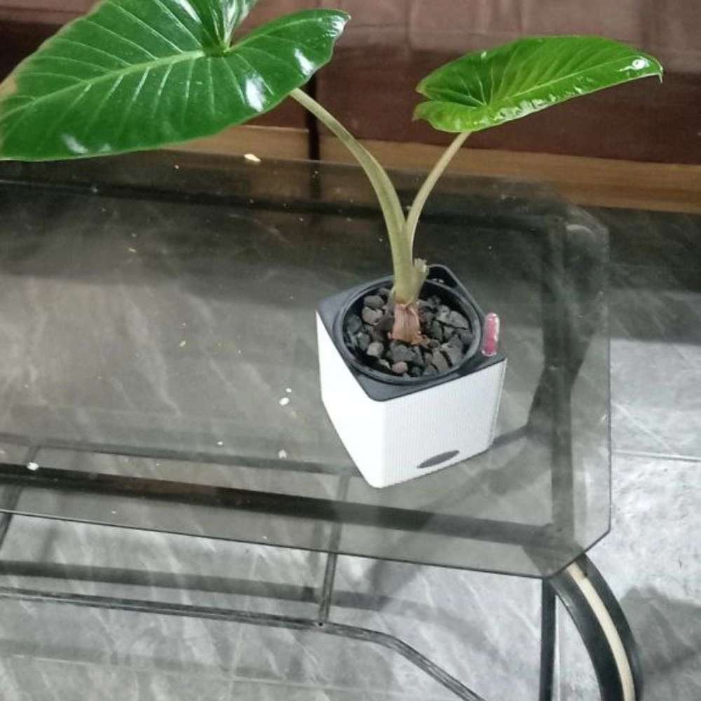 گلخانه