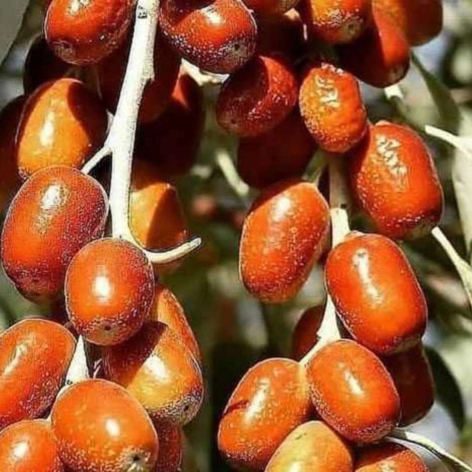 نهالستان آریانا زنجان