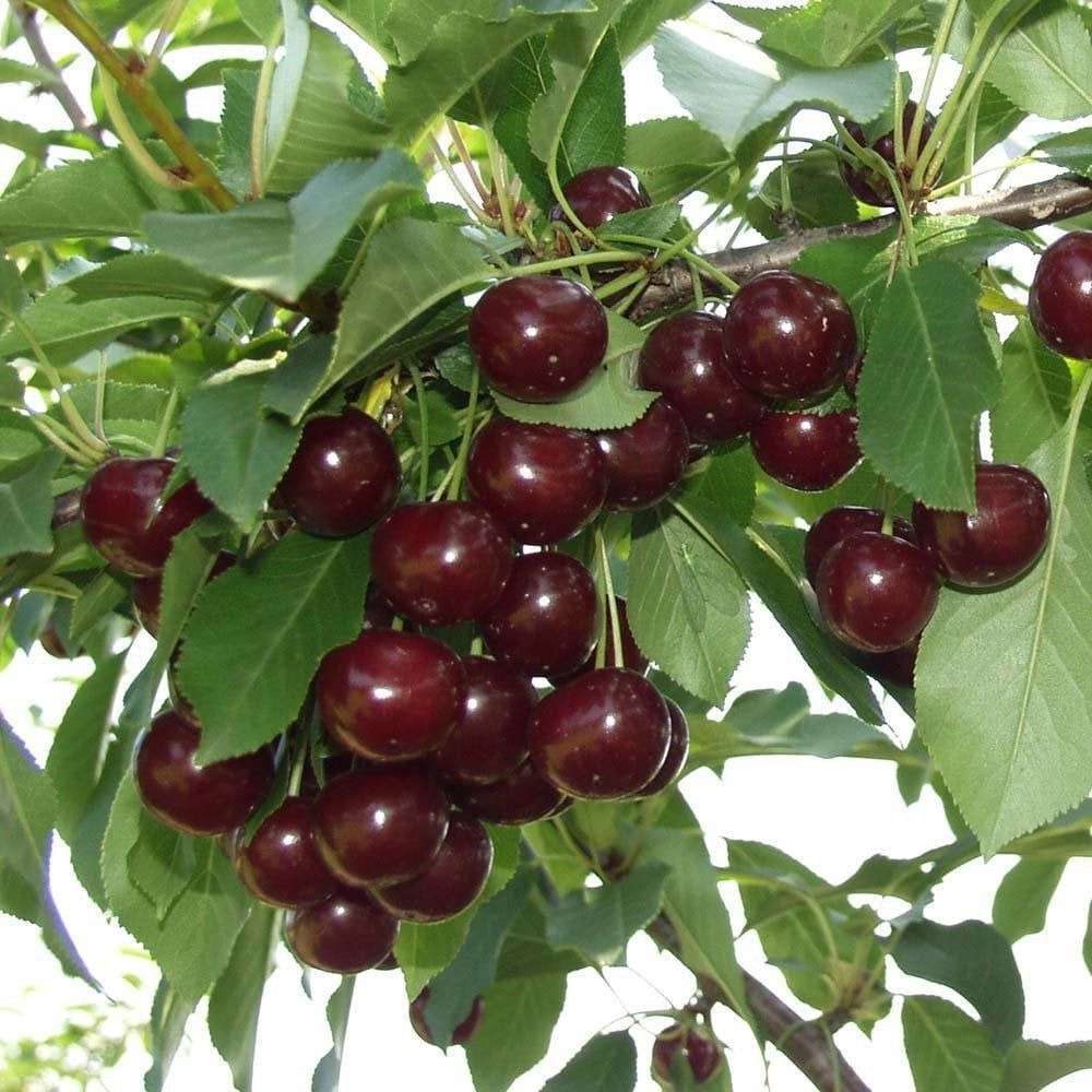 نهالستان آریانا زنجان