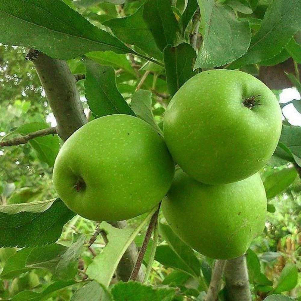 نهالستان آریانا زنجان