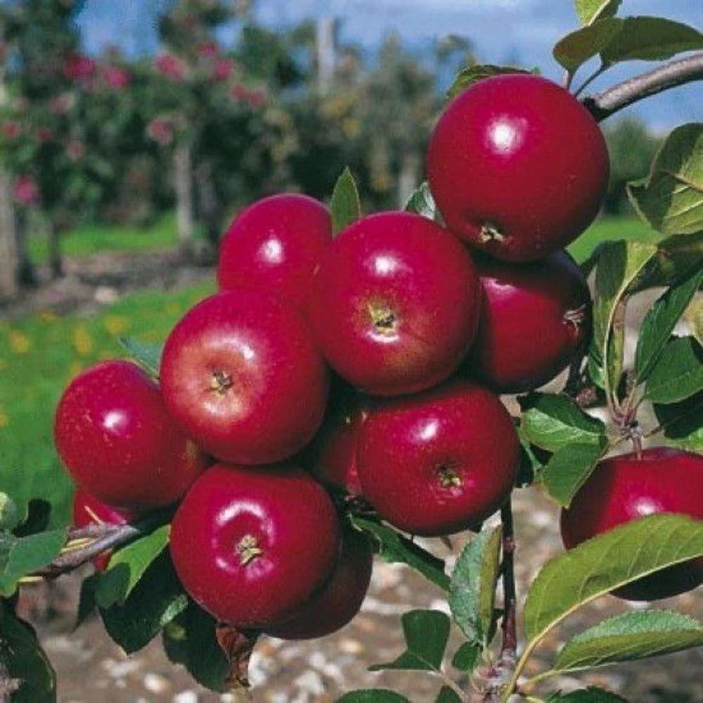 نهالستان آریانا زنجان