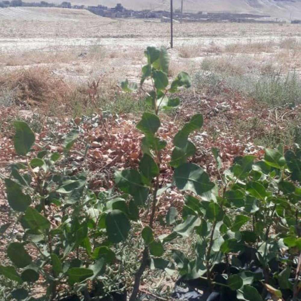 نهال پسته یکساله در تربت جام