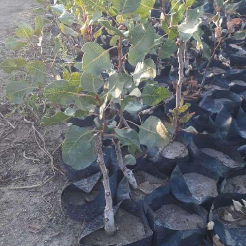 نهال پسته ادوی