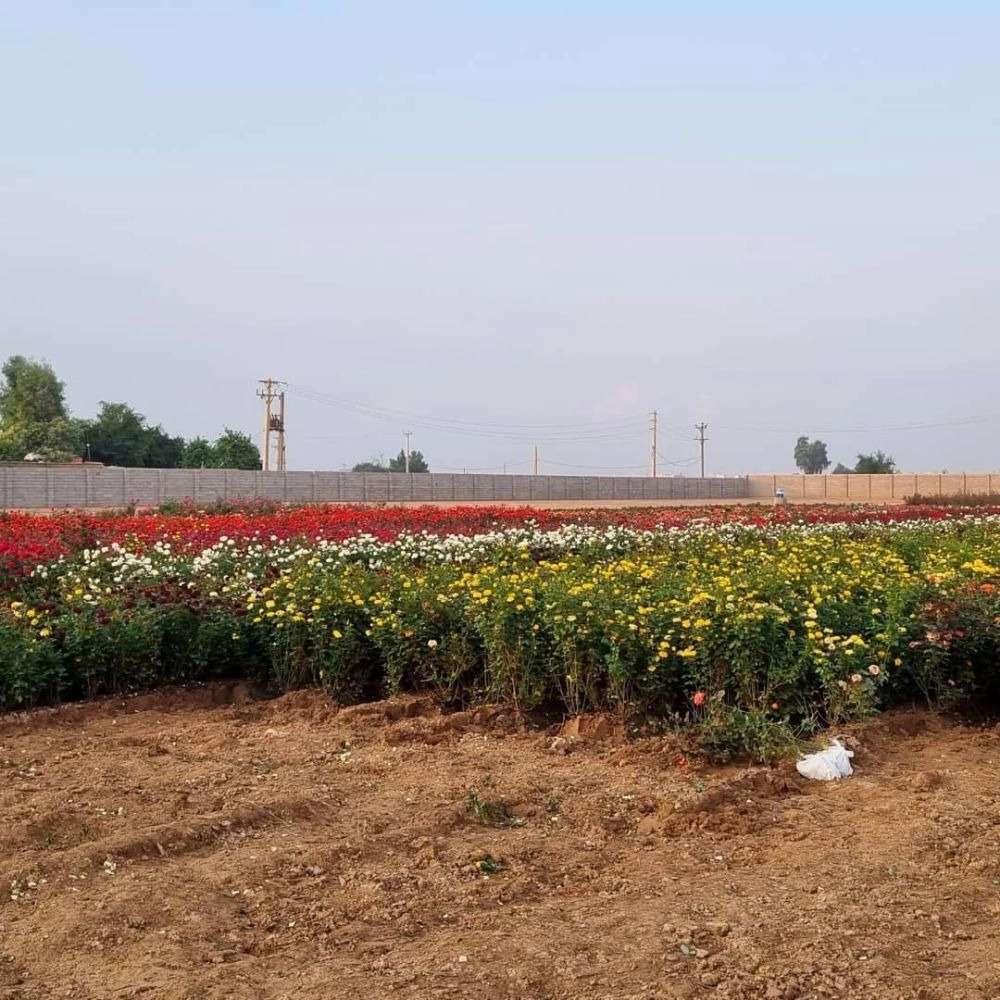 فروش گل رز هلندی و نهال مرکبات پیوندی