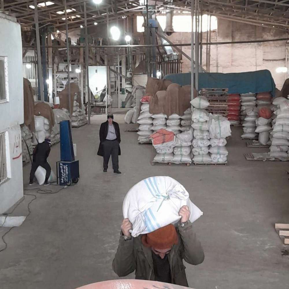سورتینگ برنج علوی