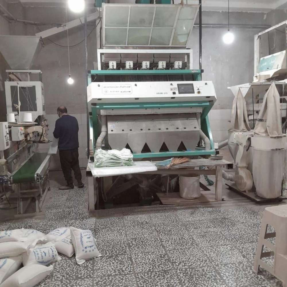 سورتینگ برنج علوی