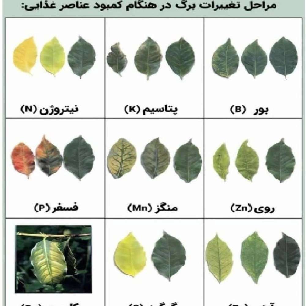 کود های ارگانیک