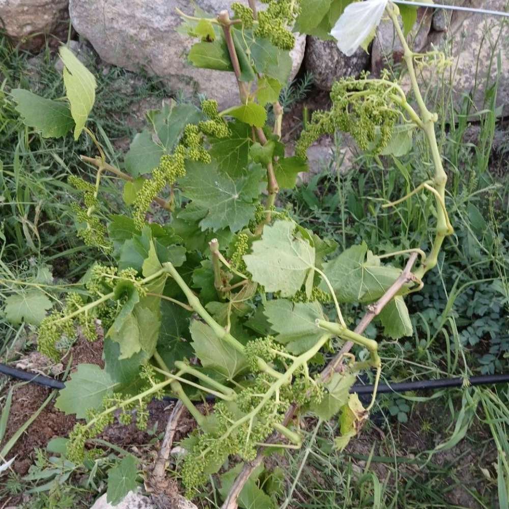 نهالستان عزیزی