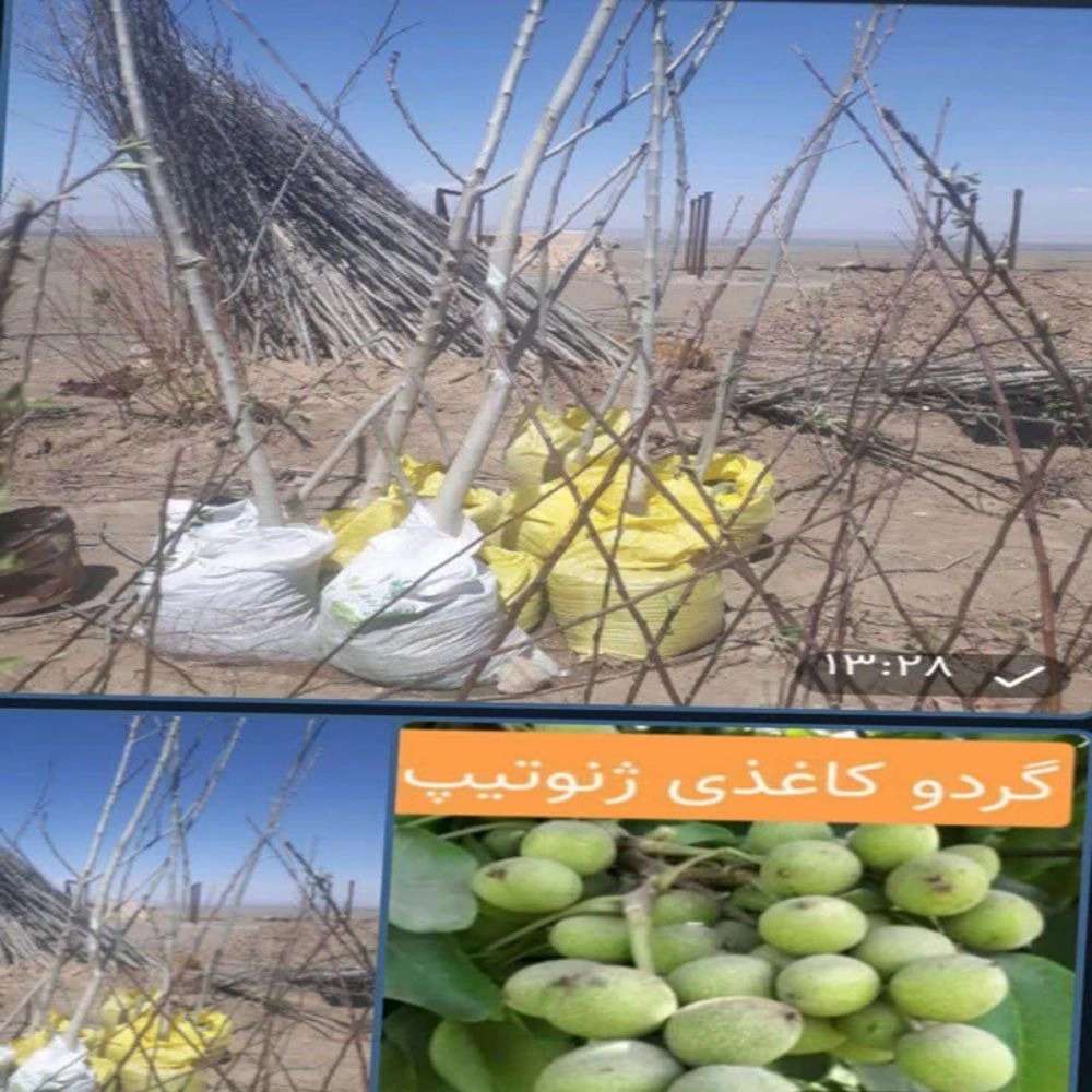 گروه تامین تولید بذر و نهال گستر آبادگر نگین خراسان
