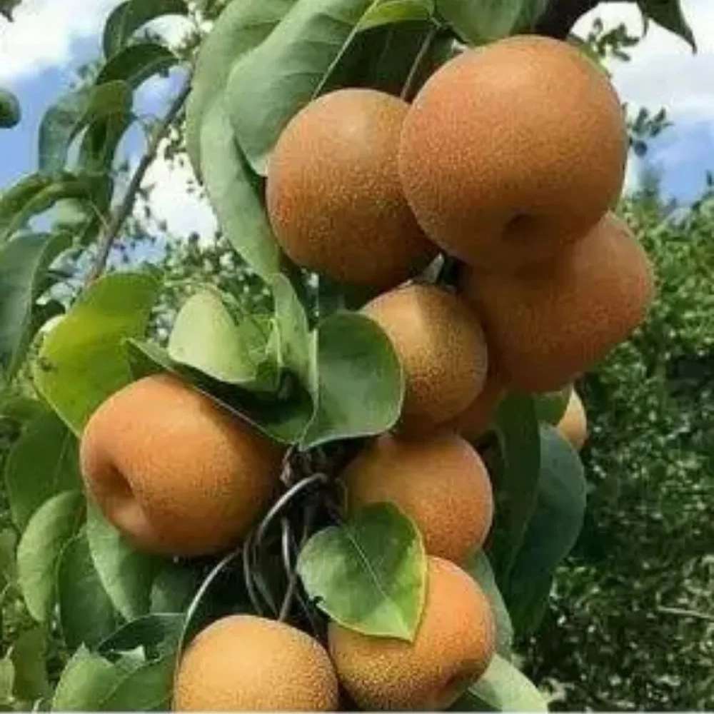 نهالستان آران در میاندوآب