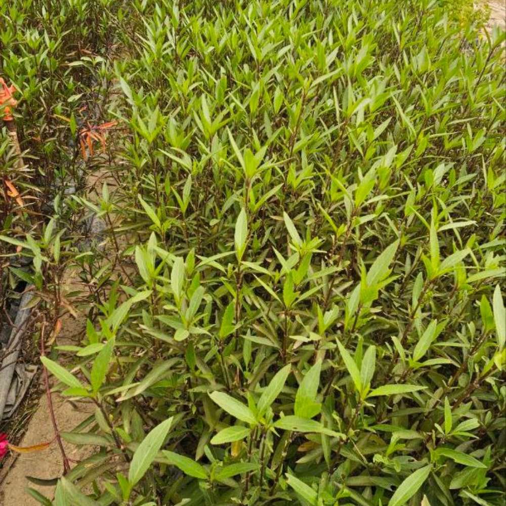 فروش انواع گل و درختچه زینتی