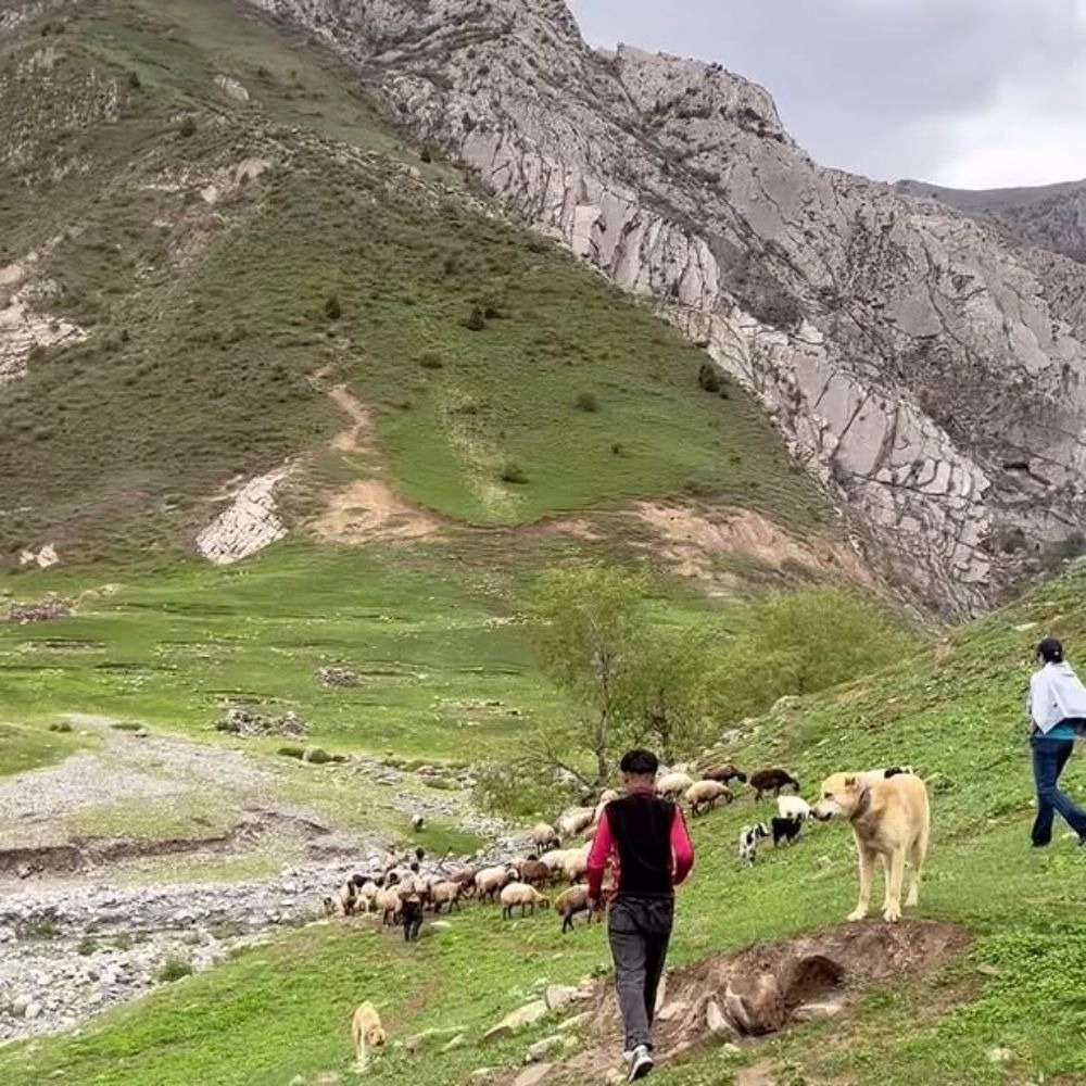 اقامتگاه در کلات مشهد