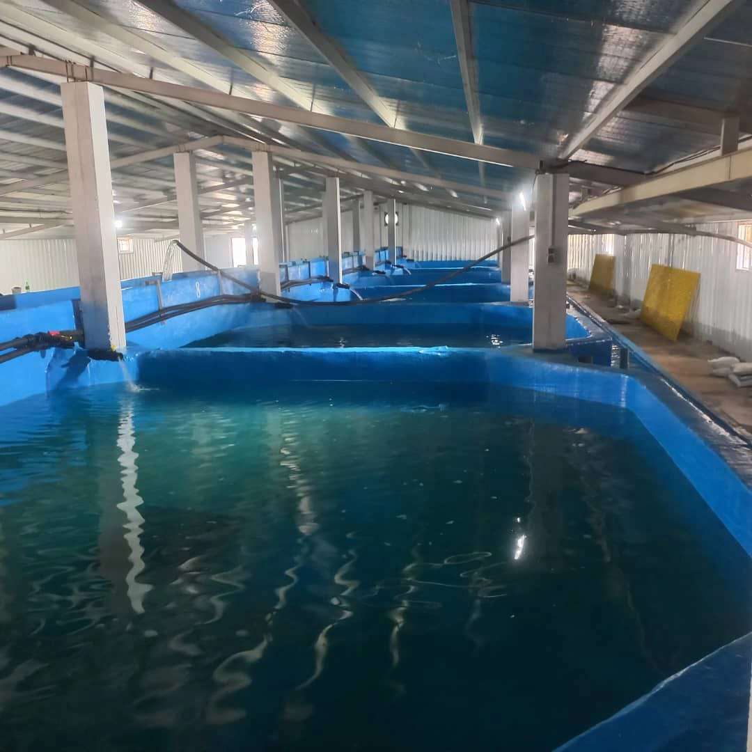 استخر ماهی