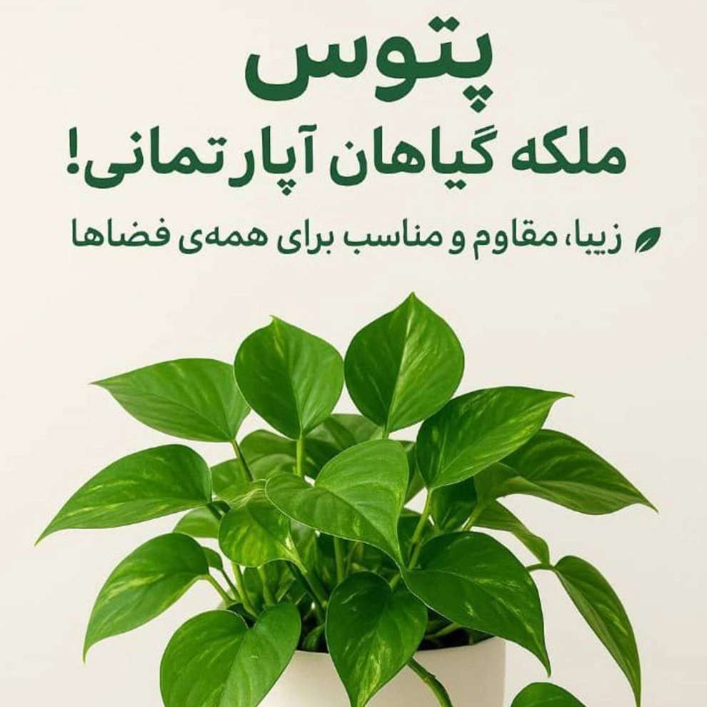 پتوس