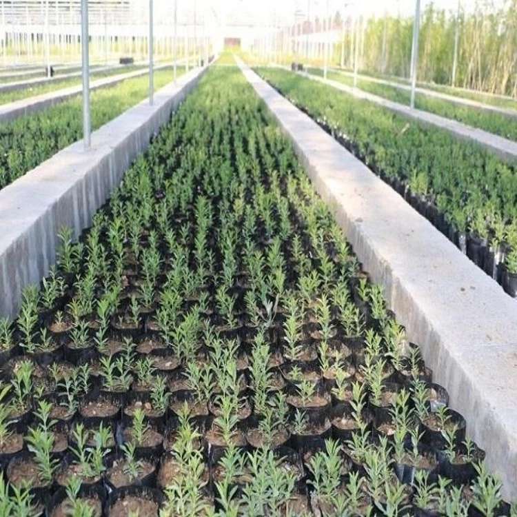 نهالستان سالاری