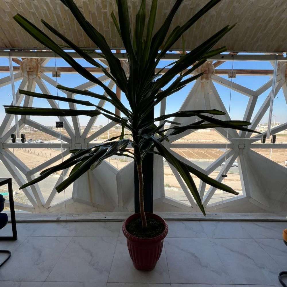 رستوران چلچراغ