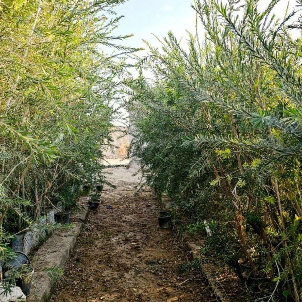نهالستان بزرگ سامیار در خوزستان