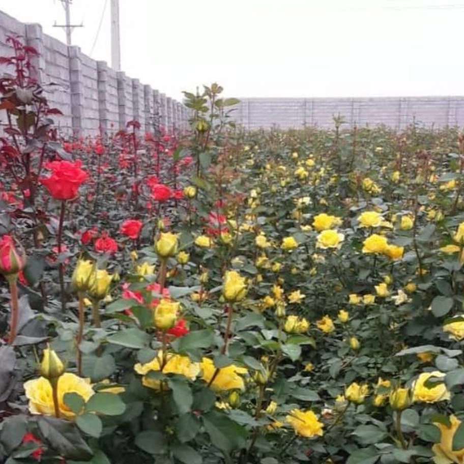 تولید و فروش گل رز هلندی و نهال مرکبات پیوندی در دزفول خوزستان