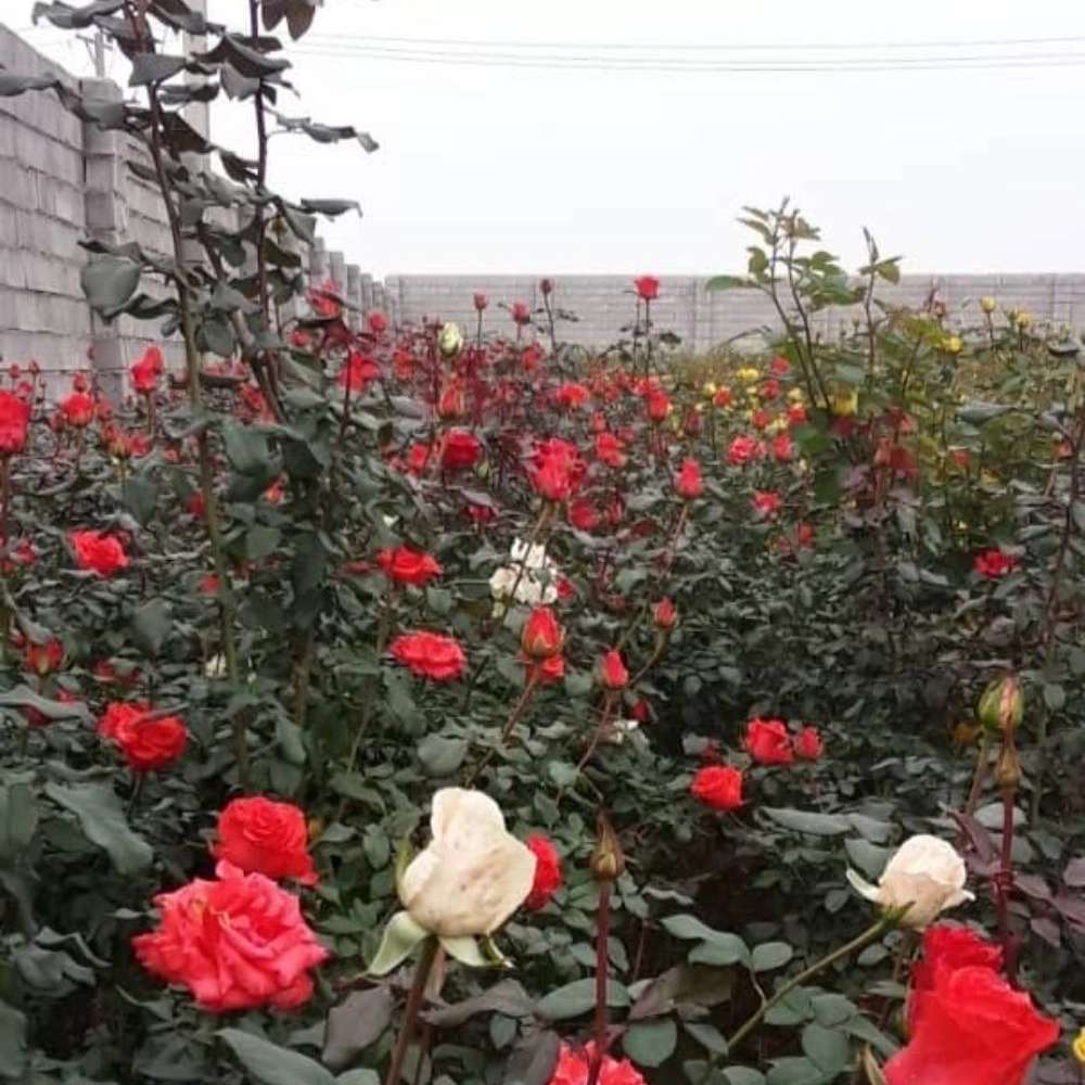 تولید و فروش گل رز هلندی و نهال مرکبات پیوندی در دزفول خوزستان