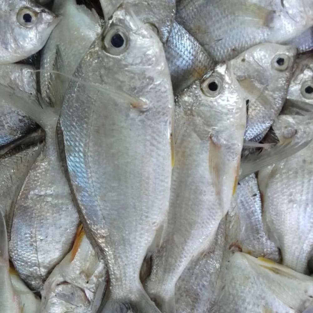 نادر تجارت