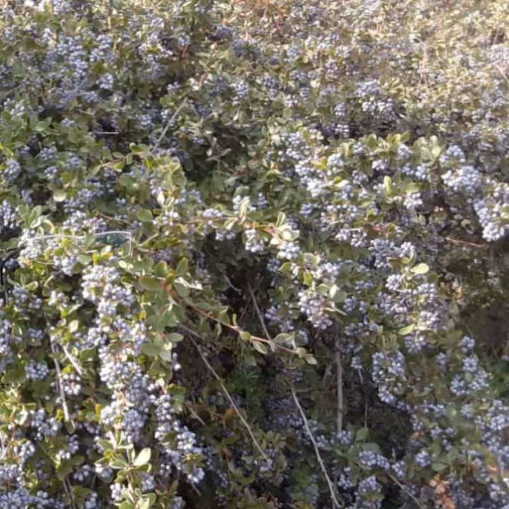 نهالستان تخصصی زرشک سیاه بی‌دانه در شبستر