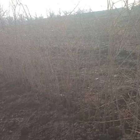 نهالستان سلیمی