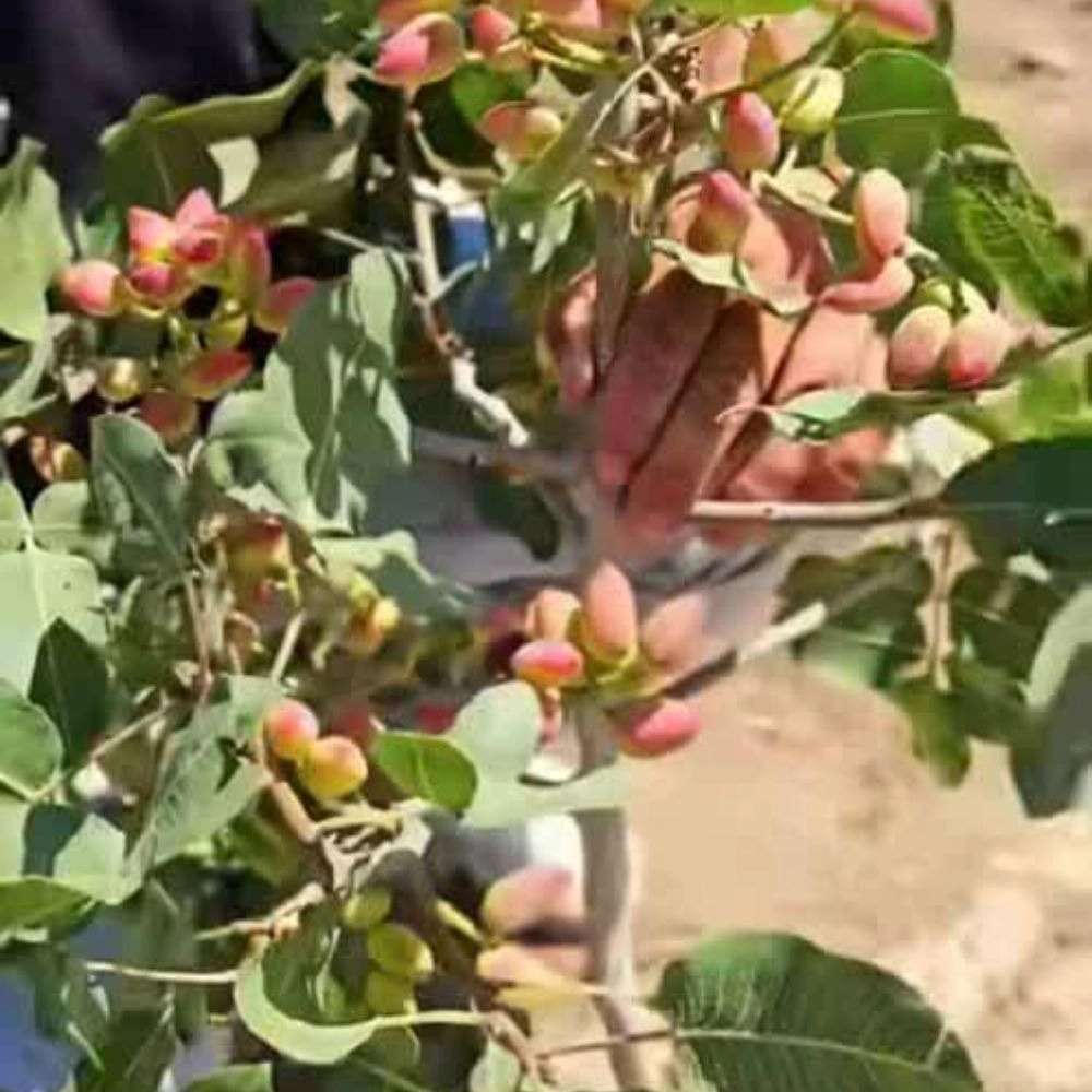 نهالستان ارس زرینه