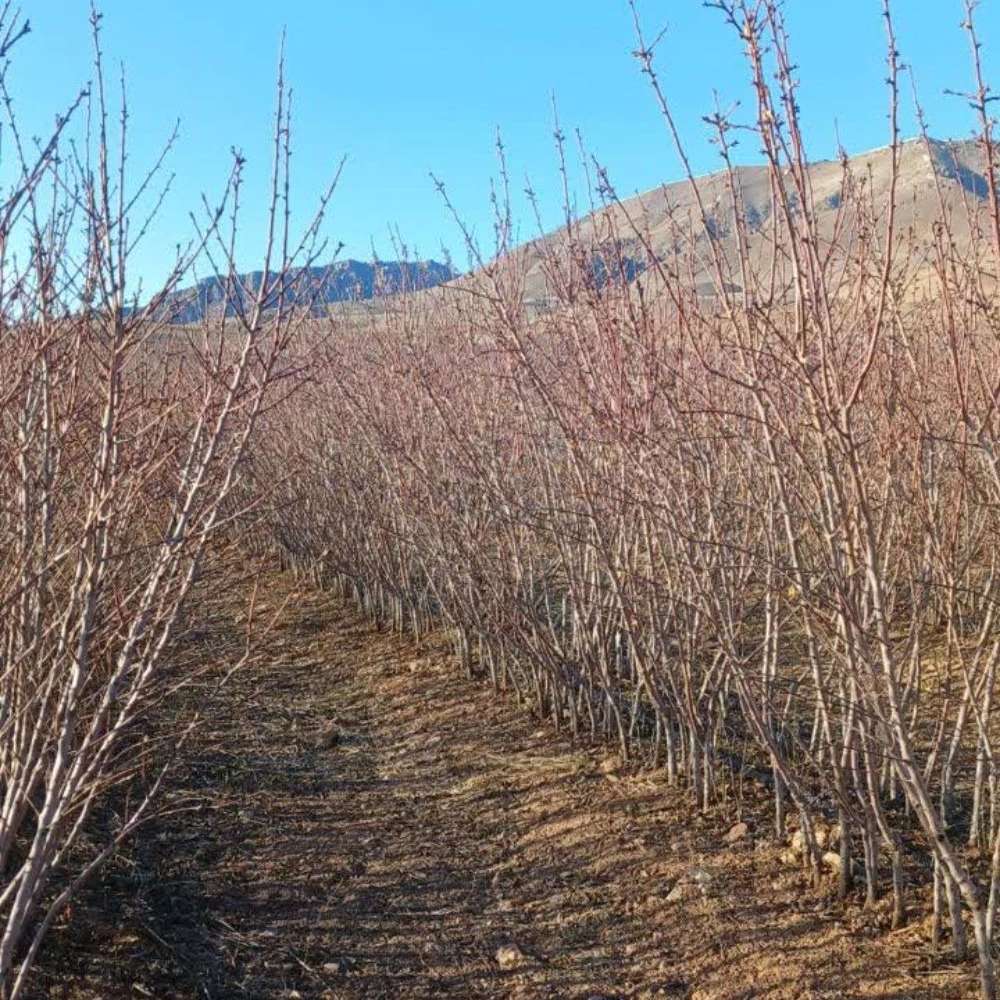 نهال زرشک سیاه