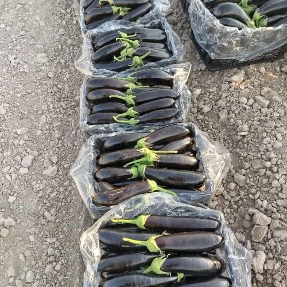 صادرات بادمجون