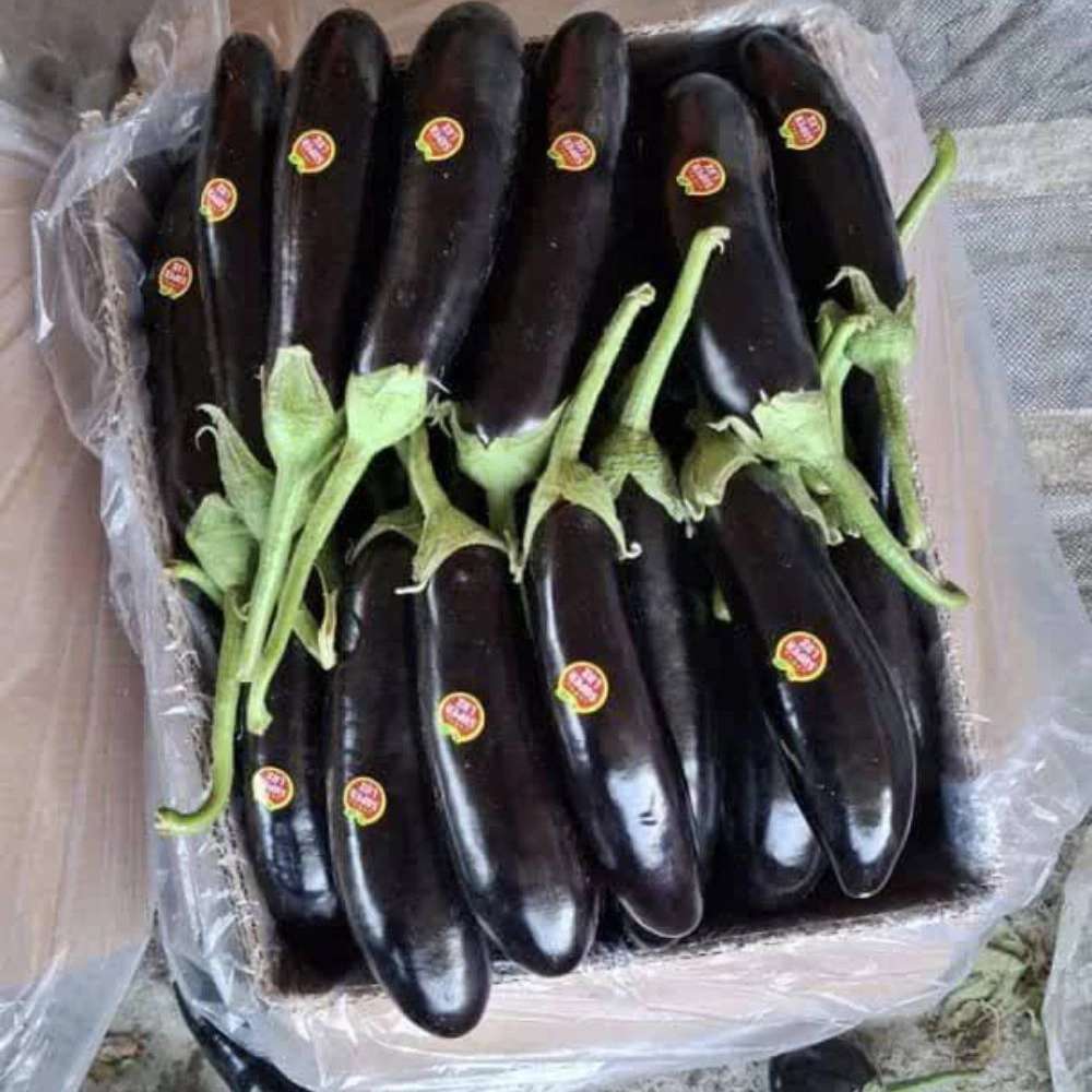 صادرات بادمجان