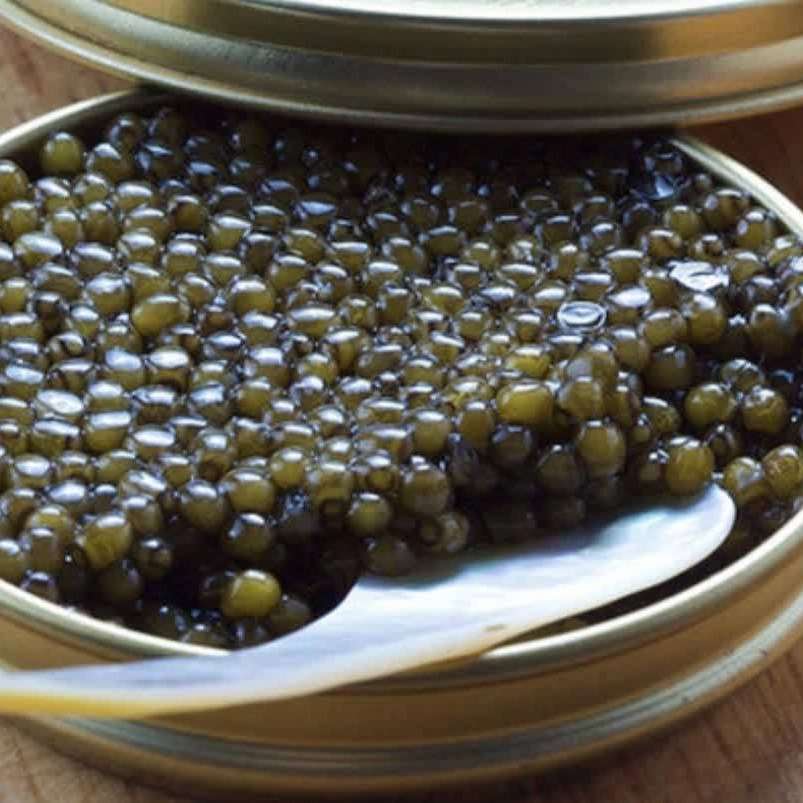 صادرات خاویار ماهی سالمون