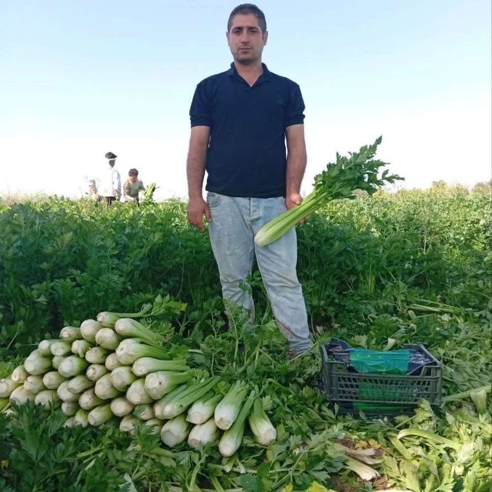 بازرگانی منصور امیدیان